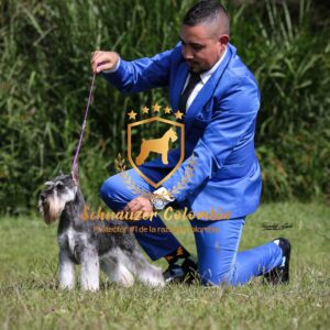 Schnauzer colombia, comprar schnauzer puro, Yeiner Mayo, Criadores de schnauzer en Colombia, Cuidados del schnauzer, Entrenamiento de schnauzer, Alimentación para schnauzers colombianos, Schnauzer miniatura en Colombia, Schnauzer gigante colombia, Schnauzer blanco colombia, Schnauzer negro colombia, Schnauzer sal y pimienta colombia, Historia del schnauzer, Características del schnauzer, Temperamento del schnauzer, Salud del schnauzer en Colombia, Veterinarios especializados en schnauzers en Colombia, Schnauzer cachorro colombia, Adopción y compra de schnauzer en Colombia, Schnauzer estándar colombia, Peluquería para schnauzers en Colombia, Accesorios para schnauzers colombianos