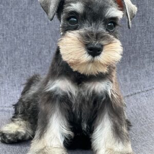 Schnauzer colombia, comprar schnauzer puro, Criadores de schnauzer en Colombia, Cuidados del schnauzer, Entrenamiento de schnauzer, Alimentación para schnauzers colombianos, Schnauzer miniatura en Colombia, Schnauzer gigante colombia, Schnauzer blanco colombia, Schnauzer negro colombia, Schnauzer sal y pimienta colombia, Historia del schnauzer, Características del schnauzer, Temperamento del schnauzer, Salud del schnauzer en Colombia, Veterinarios especializados en schnauzers en Colombia, Schnauzer cachorro colombia, Adopción y compra de schnauzer en Colombia, Schnauzer estándar colombia, Peluquería para schnauzers en Colombia, Accesorios para schnauzers colombianos