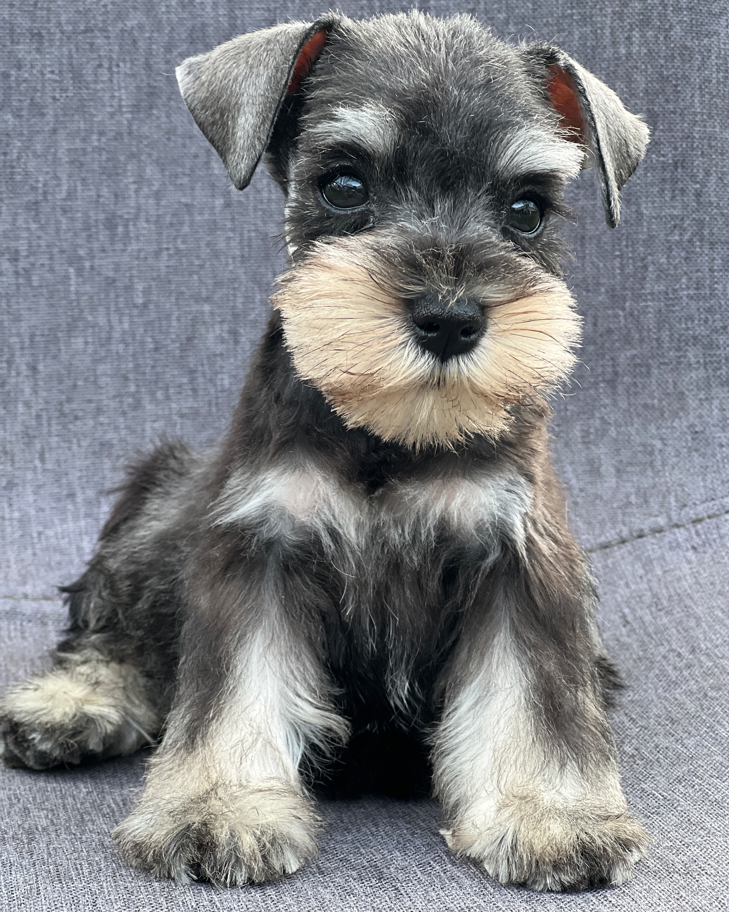 Schnauzer colombia, comprar schnauzer puro, Criadores de schnauzer en Colombia, Cuidados del schnauzer, Entrenamiento de schnauzer, Alimentación para schnauzers colombianos, Schnauzer miniatura en Colombia, Schnauzer gigante colombia, Schnauzer blanco colombia, Schnauzer negro colombia, Schnauzer sal y pimienta colombia, Historia del schnauzer, Características del schnauzer, Temperamento del schnauzer, Salud del schnauzer en Colombia, Veterinarios especializados en schnauzers en Colombia, Schnauzer cachorro colombia, Adopción y compra de schnauzer en Colombia, Schnauzer estándar colombia, Peluquería para schnauzers en Colombia, Accesorios para schnauzers colombianos