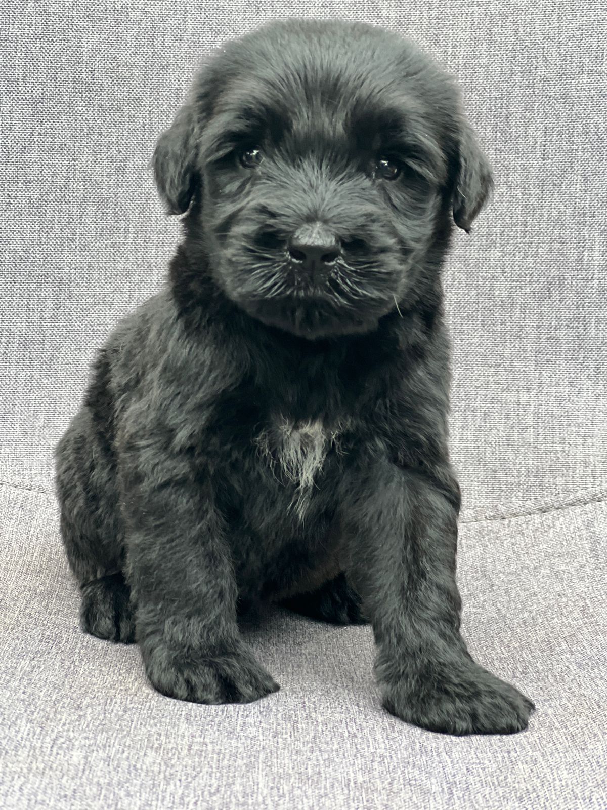 Schnauzer Gigante Macho, Schnauzer colombia, comprar schnauzer puro, Criadores de schnauzer en Colombia, Cuidados del schnauzer, Entrenamiento de schnauzer, Alimentación para schnauzers colombianos, Schnauzer miniatura en Colombia, Schnauzer gigante colombia, Schnauzer blanco colombia, Schnauzer negro colombia, Schnauzer sal y pimienta colombia, Historia del schnauzer, Características del schnauzer, Temperamento del schnauzer, Salud del schnauzer en Colombia, Veterinarios especializados en schnauzers en Colombia, Schnauzer cachorro colombia, Adopción y compra de schnauzer en Colombia, Schnauzer estándar colombia, Peluquería para schnauzers en Colombia, Accesorios para schnauzers colombianos