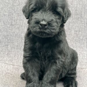 Schnauzer colombia, comprar schnauzer puro, Criadores de schnauzer en Colombia, Cuidados del schnauzer, Entrenamiento de schnauzer, Alimentación para schnauzers colombianos, Schnauzer miniatura en Colombia, Schnauzer gigante colombia, Schnauzer blanco colombia, Schnauzer negro colombia, Schnauzer sal y pimienta colombia, Historia del schnauzer, Características del schnauzer, Temperamento del schnauzer, Salud del schnauzer en Colombia, Veterinarios especializados en schnauzers en Colombia, Schnauzer cachorro colombia, Adopción y compra de schnauzer en Colombia, Schnauzer estándar colombia, Peluquería para schnauzers en Colombia, Accesorios para schnauzers colombianos