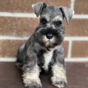 Schnauzer colombia, comprar schnauzer puro, Criadores de schnauzer en Colombia, Cuidados del schnauzer, Entrenamiento de schnauzer, Alimentación para schnauzers colombianos, Schnauzer miniatura en Colombia, Schnauzer gigante colombia, Schnauzer blanco colombia, Schnauzer negro colombia, Schnauzer sal y pimienta colombia, Historia del schnauzer, Características del schnauzer, Temperamento del schnauzer, Salud del schnauzer en Colombia, Veterinarios especializados en schnauzers en Colombia, Schnauzer cachorro colombia, Adopción y compra de schnauzer en Colombia, Schnauzer estándar colombia, Peluquería para schnauzers en Colombia, Accesorios para schnauzers colombianos