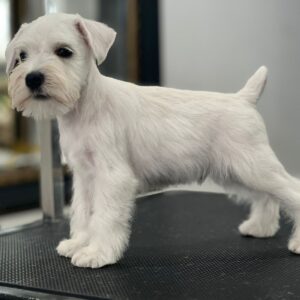 Schnauzer colombia, comprar schnauzer puro, Criadores de schnauzer en Colombia, Cuidados del schnauzer, Entrenamiento de schnauzer, Alimentación para schnauzers colombianos, Schnauzer miniatura en Colombia, Schnauzer gigante colombia, Schnauzer blanco colombia, Schnauzer negro colombia, Schnauzer sal y pimienta colombia, Historia del schnauzer, Características del schnauzer, Temperamento del schnauzer, Salud del schnauzer en Colombia, Veterinarios especializados en schnauzers en Colombia, Schnauzer cachorro colombia, Adopción y compra de schnauzer en Colombia, Schnauzer estándar colombia, Peluquería para schnauzers en Colombia, Accesorios para schnauzers colombianos