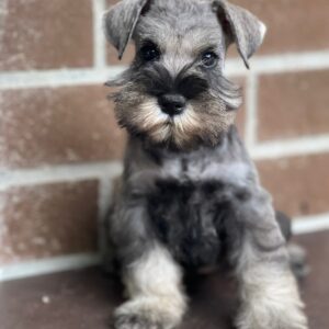 Schnauzer colombia, comprar schnauzer puro, Criadores de schnauzer en Colombia, Cuidados del schnauzer, Entrenamiento de schnauzer, Alimentación para schnauzers colombianos, Schnauzer miniatura en Colombia, Schnauzer gigante colombia, Schnauzer blanco colombia, Schnauzer negro colombia, Schnauzer sal y pimienta colombia, Historia del schnauzer, Características del schnauzer, Temperamento del schnauzer, Salud del schnauzer en Colombia, Veterinarios especializados en schnauzers en Colombia, Schnauzer cachorro colombia, Adopción y compra de schnauzer en Colombia, Schnauzer estándar colombia, Peluquería para schnauzers en Colombia, Accesorios para schnauzers colombianos