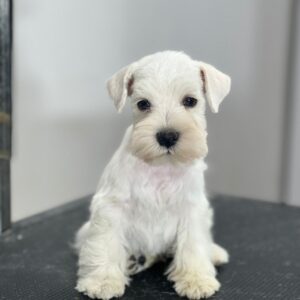 Schnauzer colombia, comprar schnauzer puro, Criadores de schnauzer en Colombia, Cuidados del schnauzer, Entrenamiento de schnauzer, Alimentación para schnauzers colombianos, Schnauzer miniatura en Colombia, Schnauzer gigante colombia, Schnauzer blanco colombia, Schnauzer negro colombia, Schnauzer sal y pimienta colombia, Historia del schnauzer, Características del schnauzer, Temperamento del schnauzer, Salud del schnauzer en Colombia, Veterinarios especializados en schnauzers en Colombia, Schnauzer cachorro colombia, Adopción y compra de schnauzer en Colombia, Schnauzer estándar colombia, Peluquería para schnauzers en Colombia, Accesorios para schnauzers colombianos