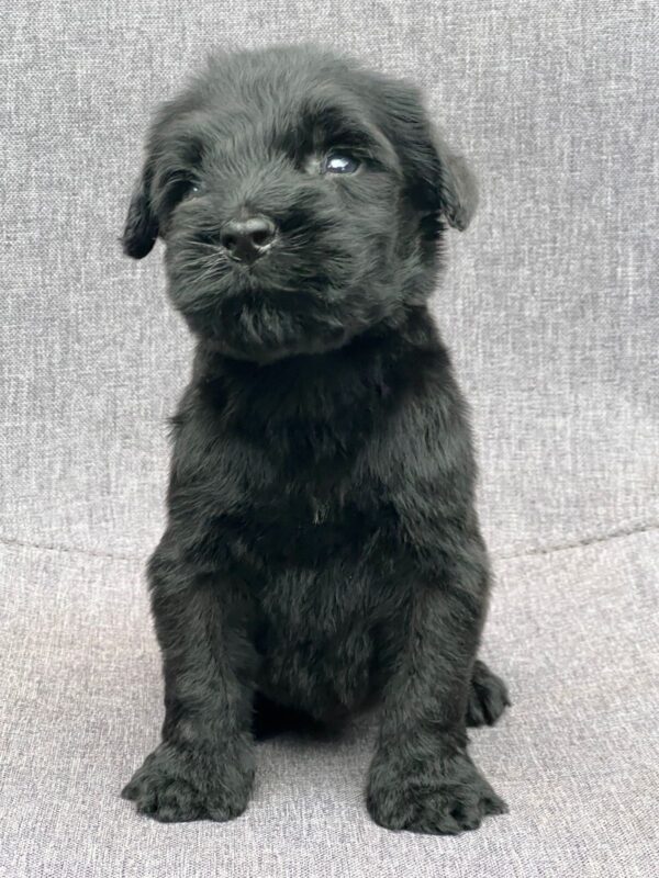 Schnauzer Gigante en Venta, Schnauzer colombia, comprar schnauzer puro, Criadores de schnauzer en Colombia, Cuidados del schnauzer, Entrenamiento de schnauzer, Alimentación para schnauzers colombianos, Schnauzer miniatura en Colombia, Schnauzer gigante colombia, Schnauzer blanco colombia, Schnauzer negro colombia, Schnauzer sal y pimienta colombia, Historia del schnauzer, Características del schnauzer, Temperamento del schnauzer, Salud del schnauzer en Colombia, Veterinarios especializados en schnauzers en Colombia, Schnauzer cachorro colombia, Adopción y compra de schnauzer en Colombia, Schnauzer estándar colombia, Peluquería para schnauzers en Colombia, Accesorios para schnauzers colombianos