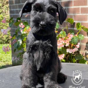 Ferrero - Schnauzer Negro Gigante - Schnauzer Colombia