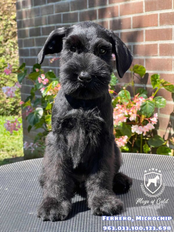 Ferrero - Schnauzer Negro Gigante - Schnauzer Colombia