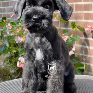 Schnauzer gigante negro