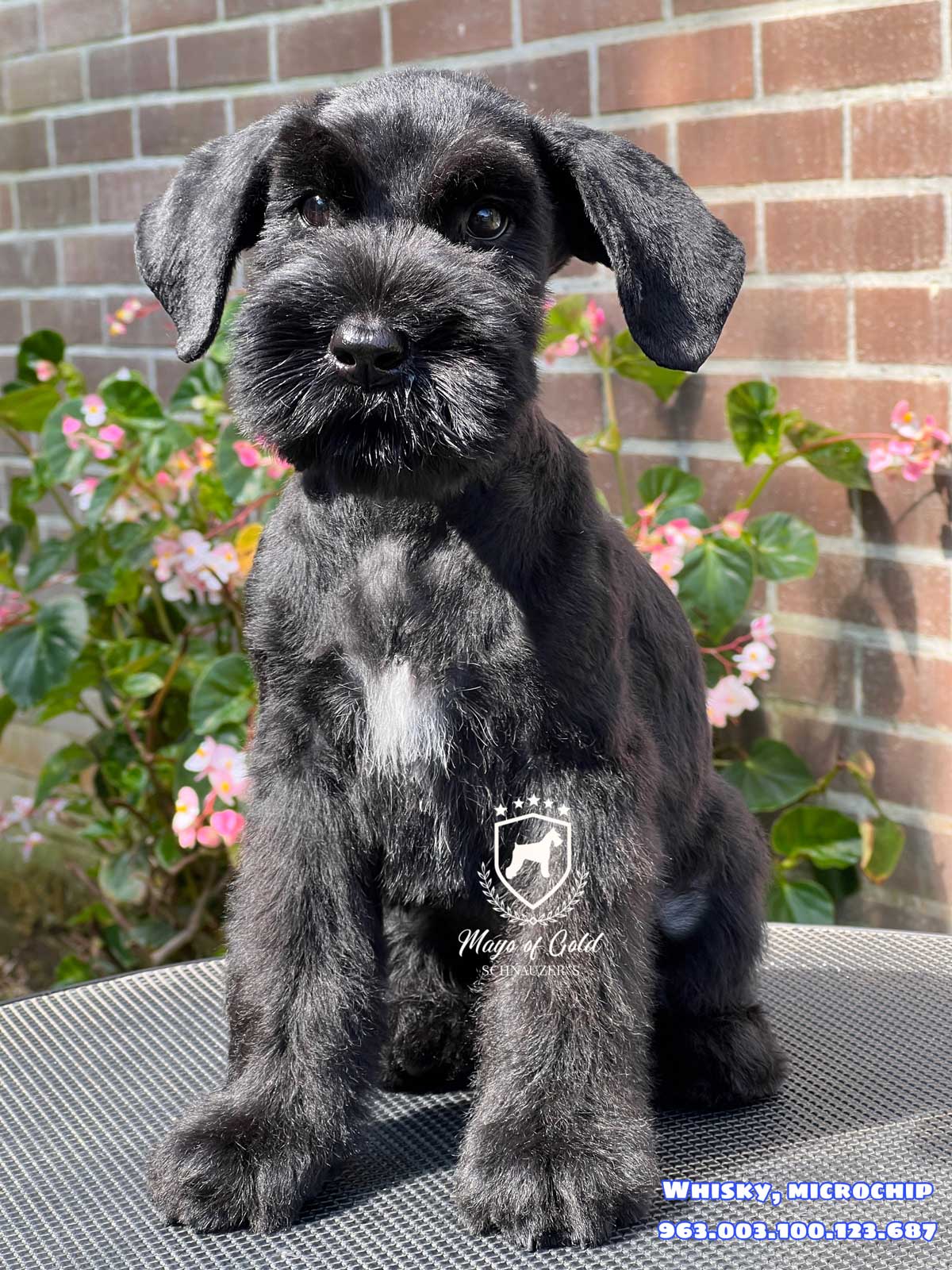 Schnauzer gigante negro