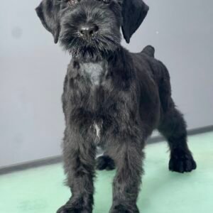 Schnauzer Gigante Negro en Colombia