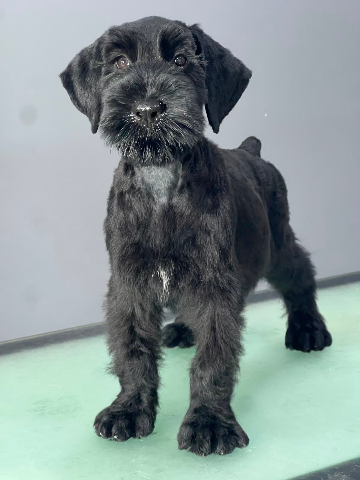 Schnauzer Gigante Negro en Colombia