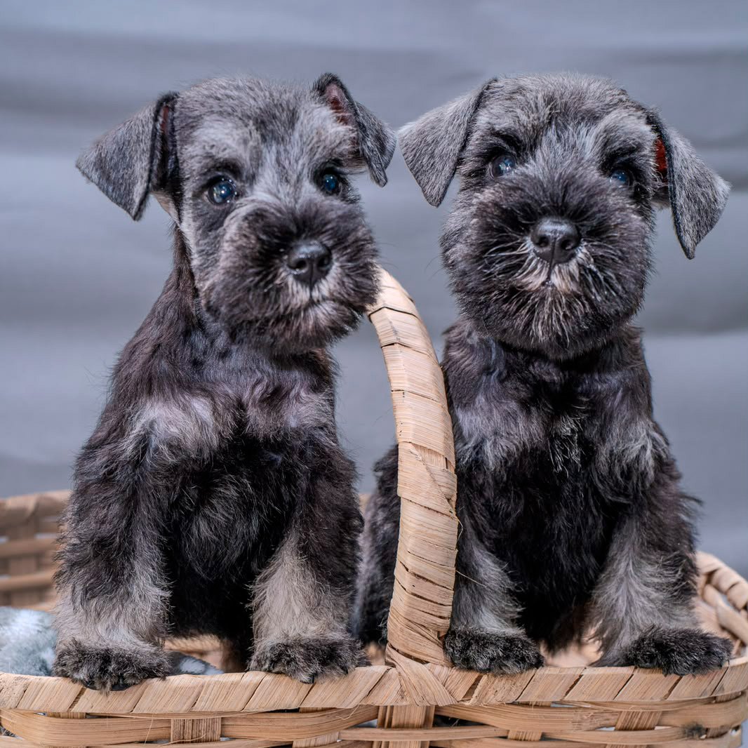 Cachorros